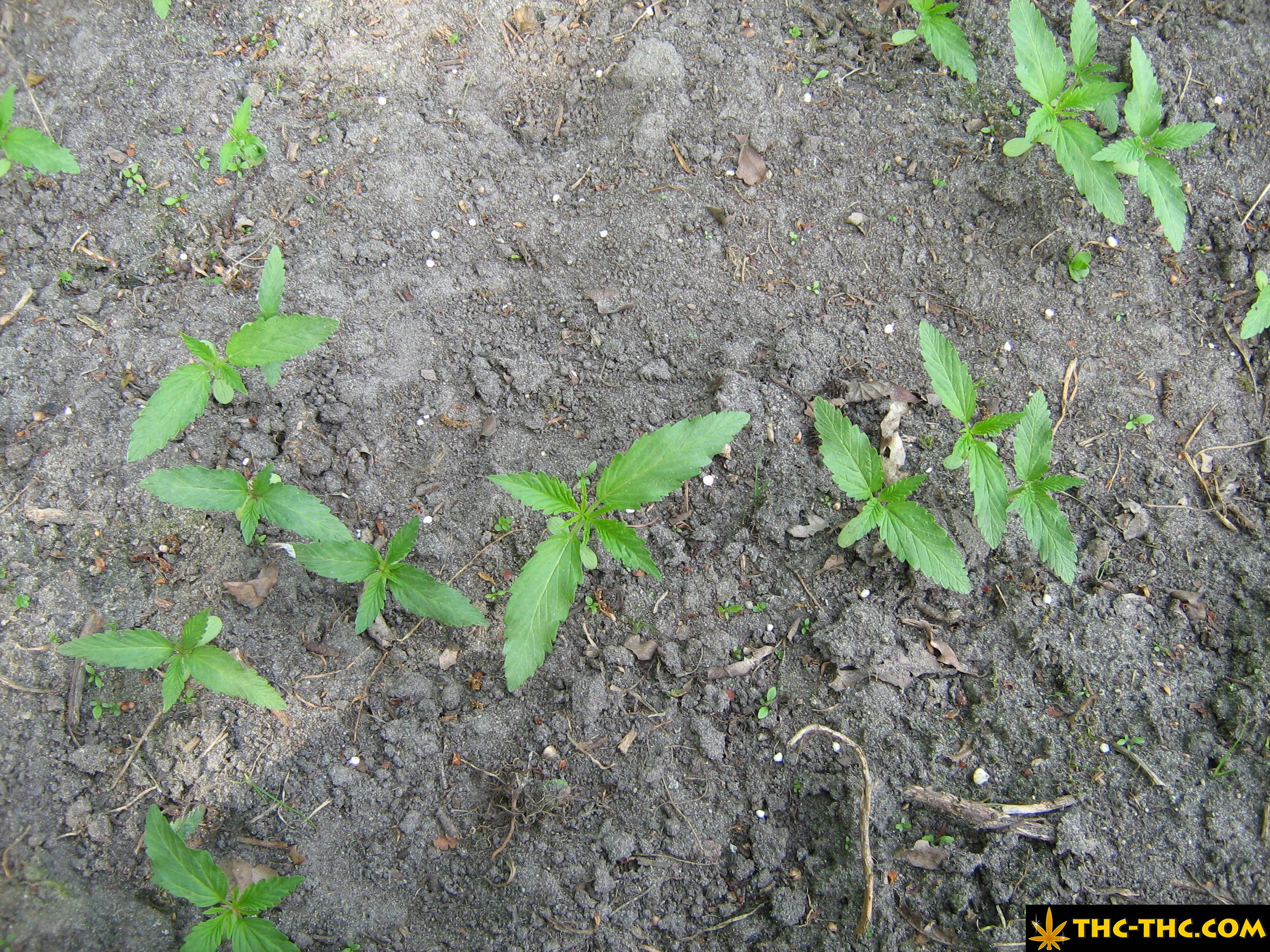 rudealis-skunk-thc-thc-foto1.jpg