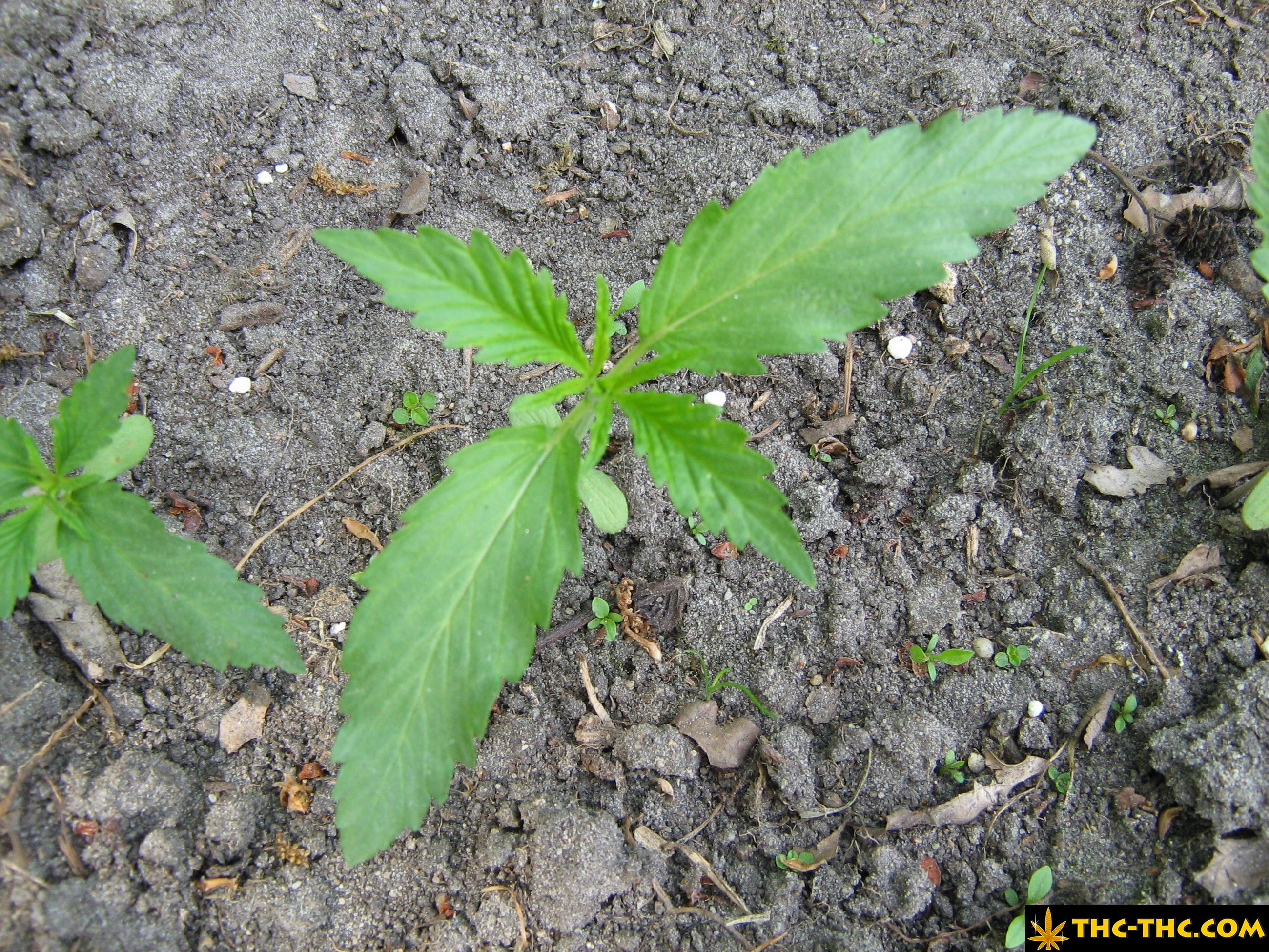 rudealis-skunk-thc-thc-foto2.jpg