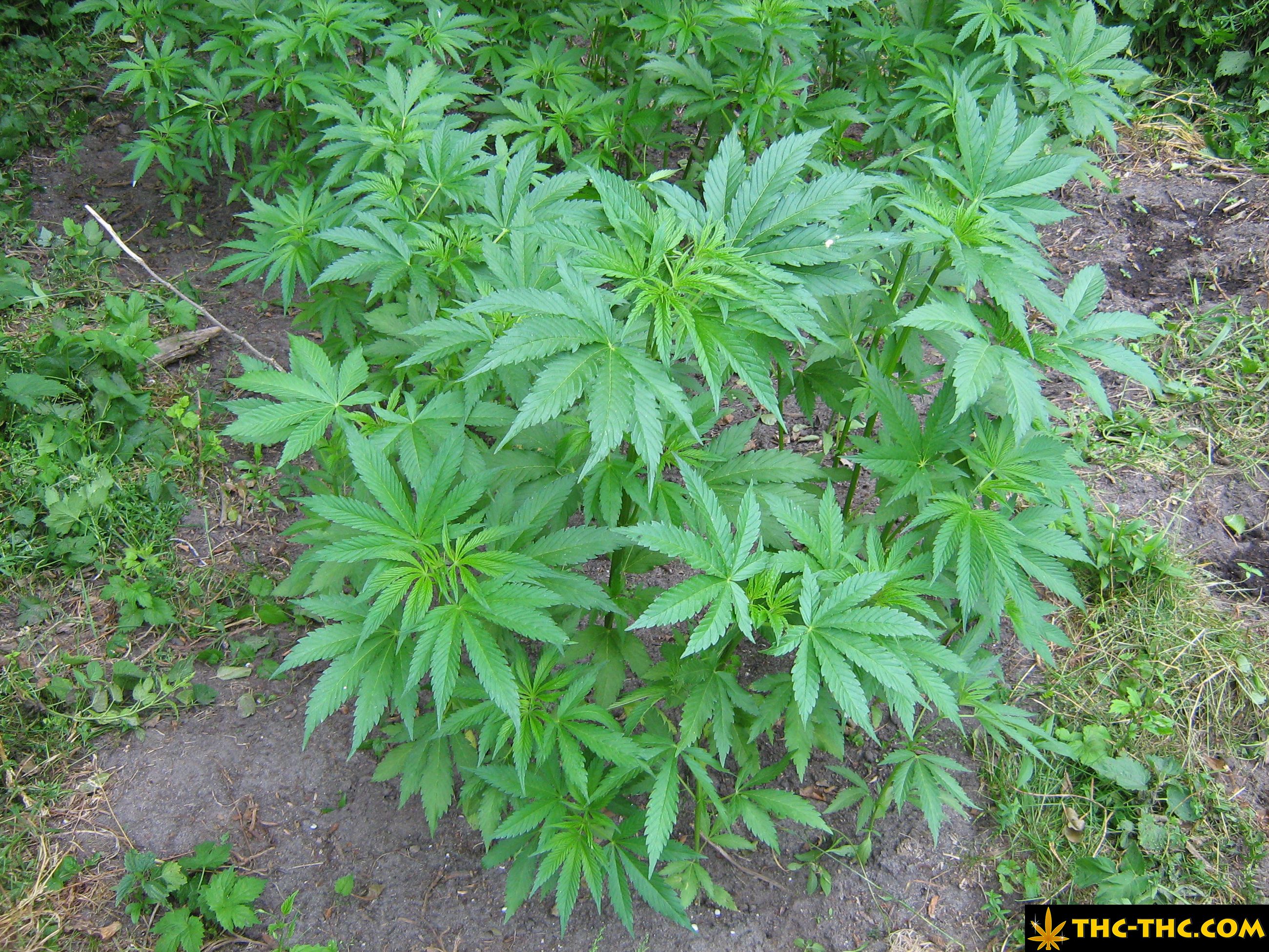 rudealis-skunk-thc-thc-foto3.jpg