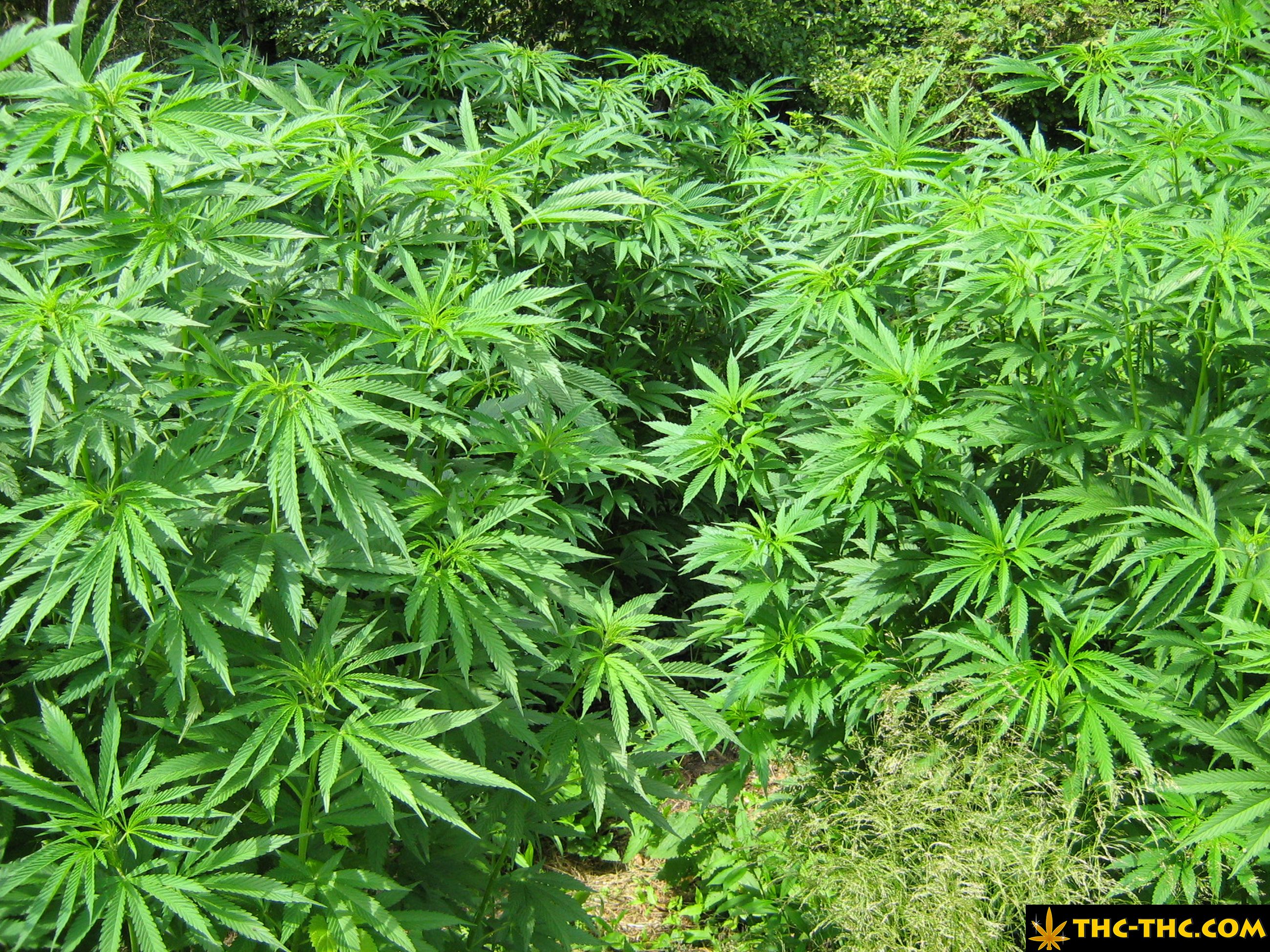 rudealis-skunk-thc-thc-foto4.jpg