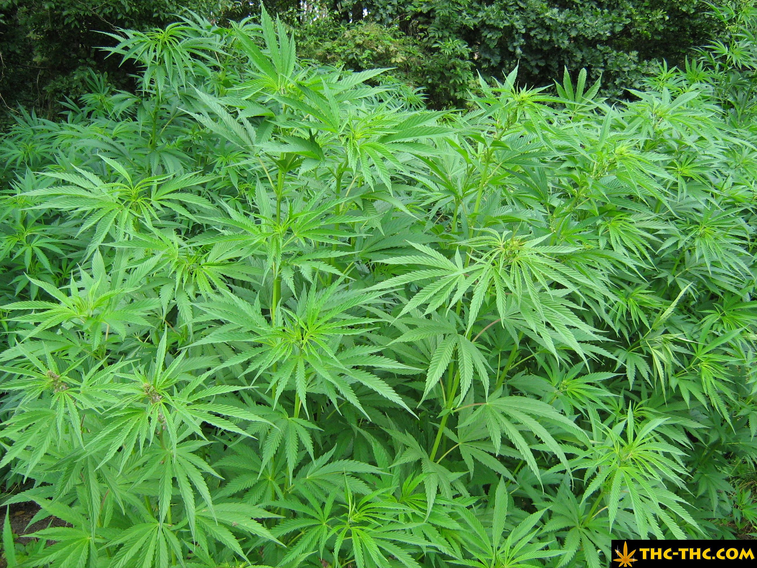 rudealis-skunk-thc-thc-foto5.jpg