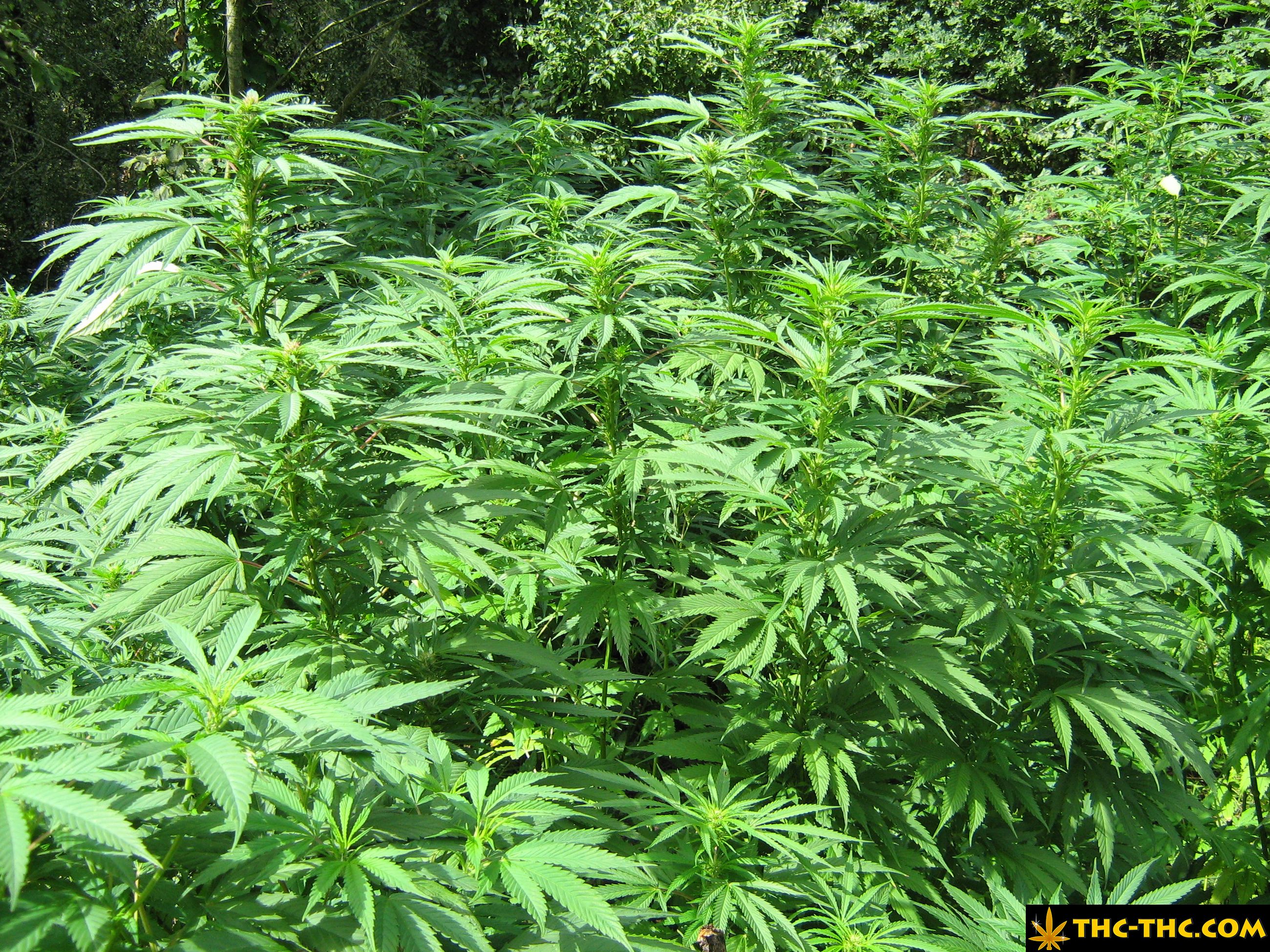 rudealis-skunk-thc-thc-foto6.jpg