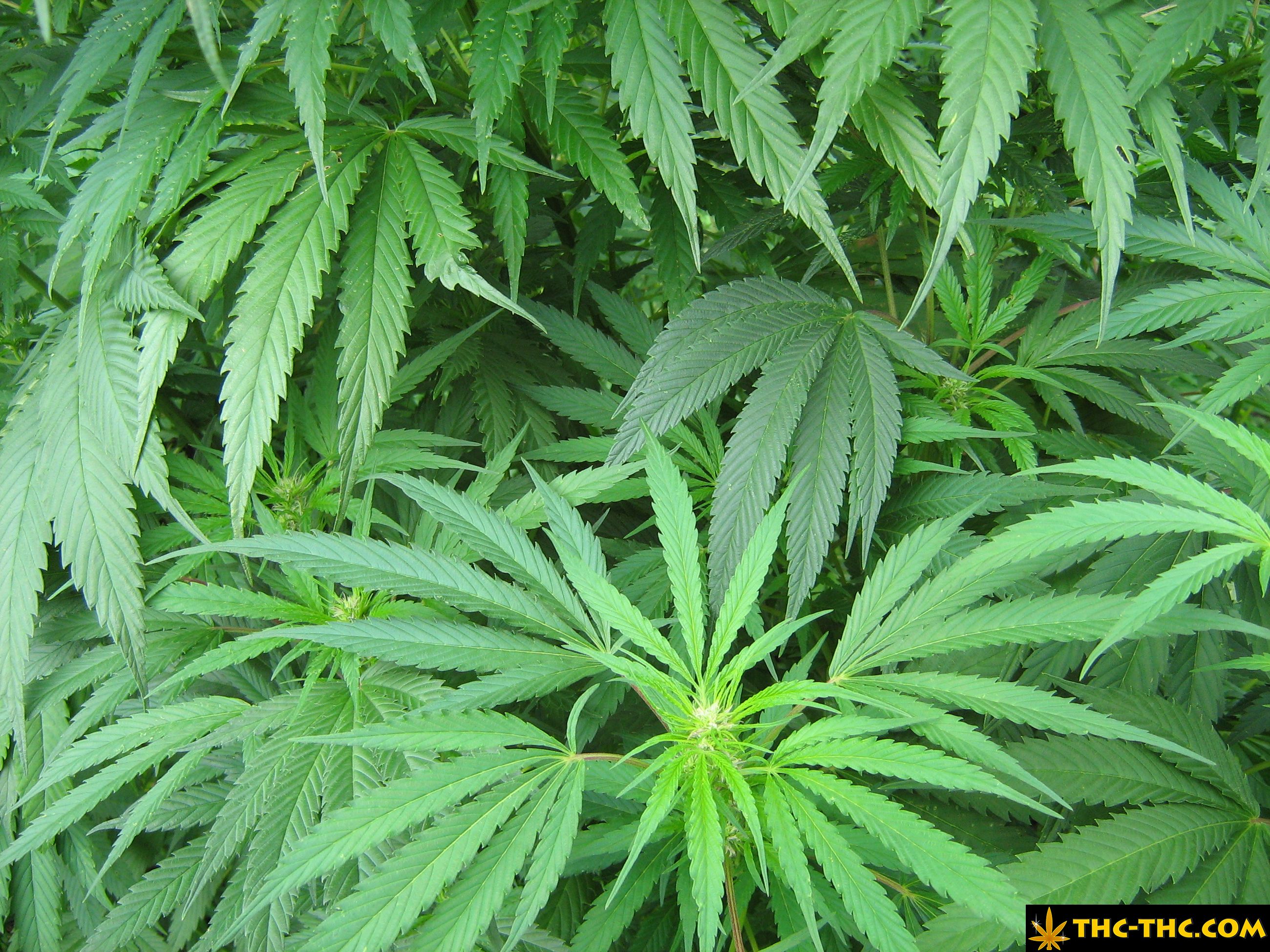 rudealis-skunk-thc-thc-foto7.jpg