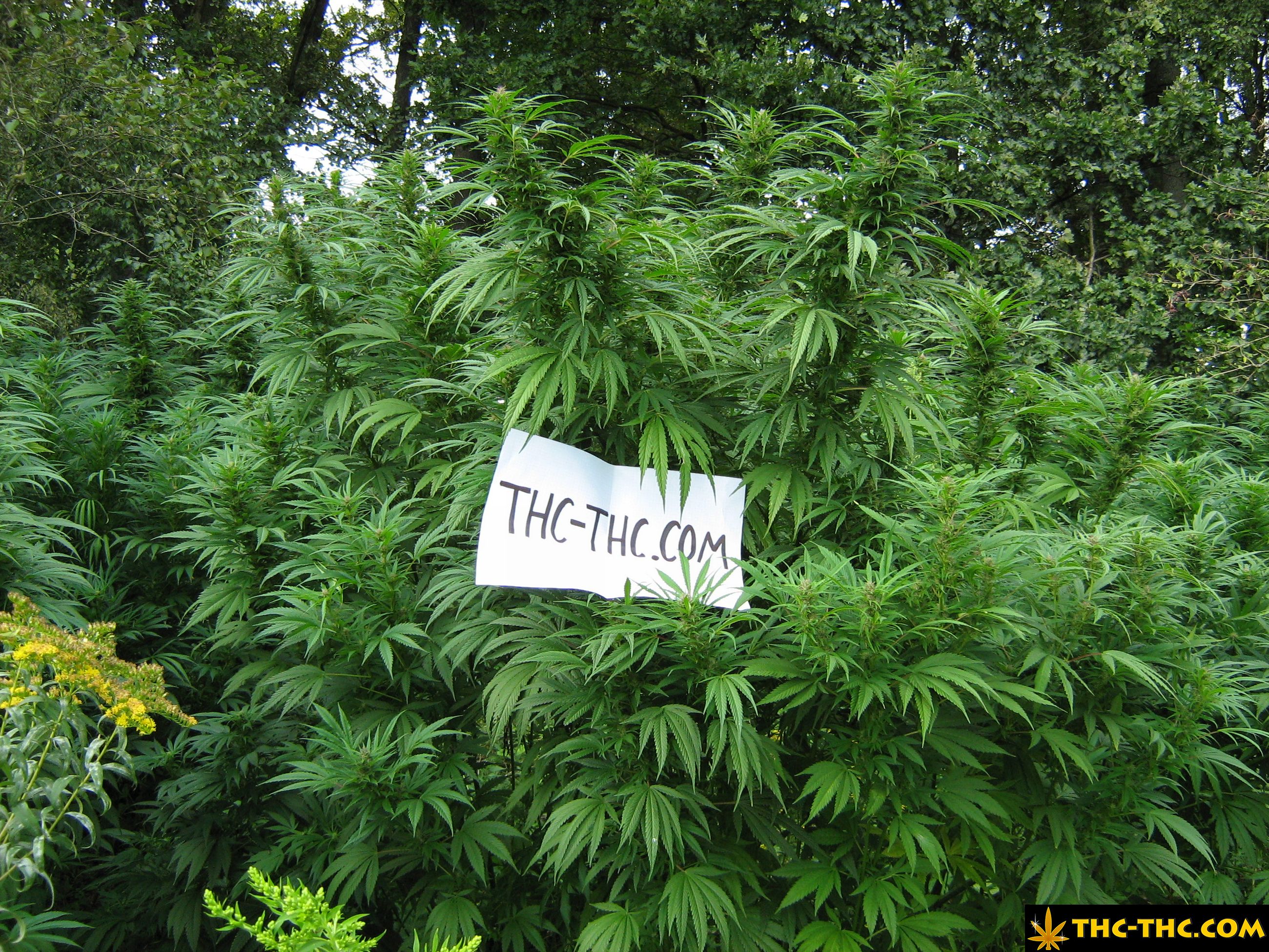 rudealis-skunk-thc-thc-foto8.jpg