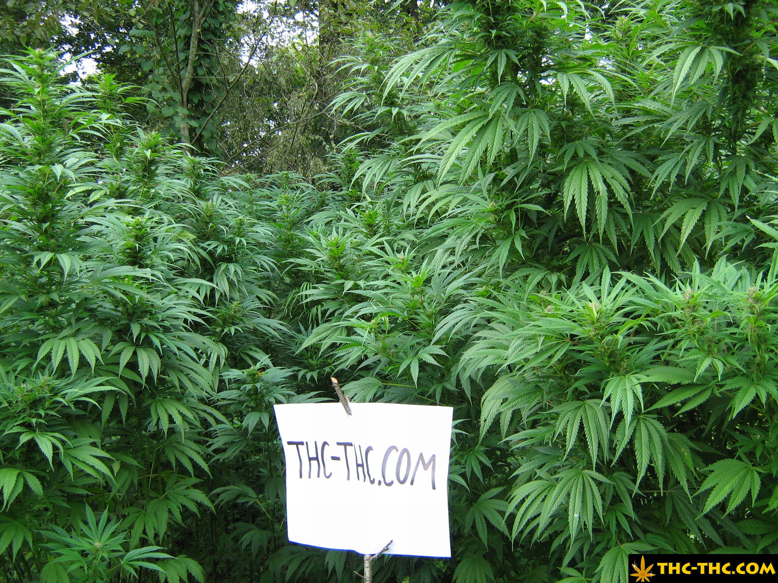 rudealis-skunk-thc-thc-foto9.jpg
