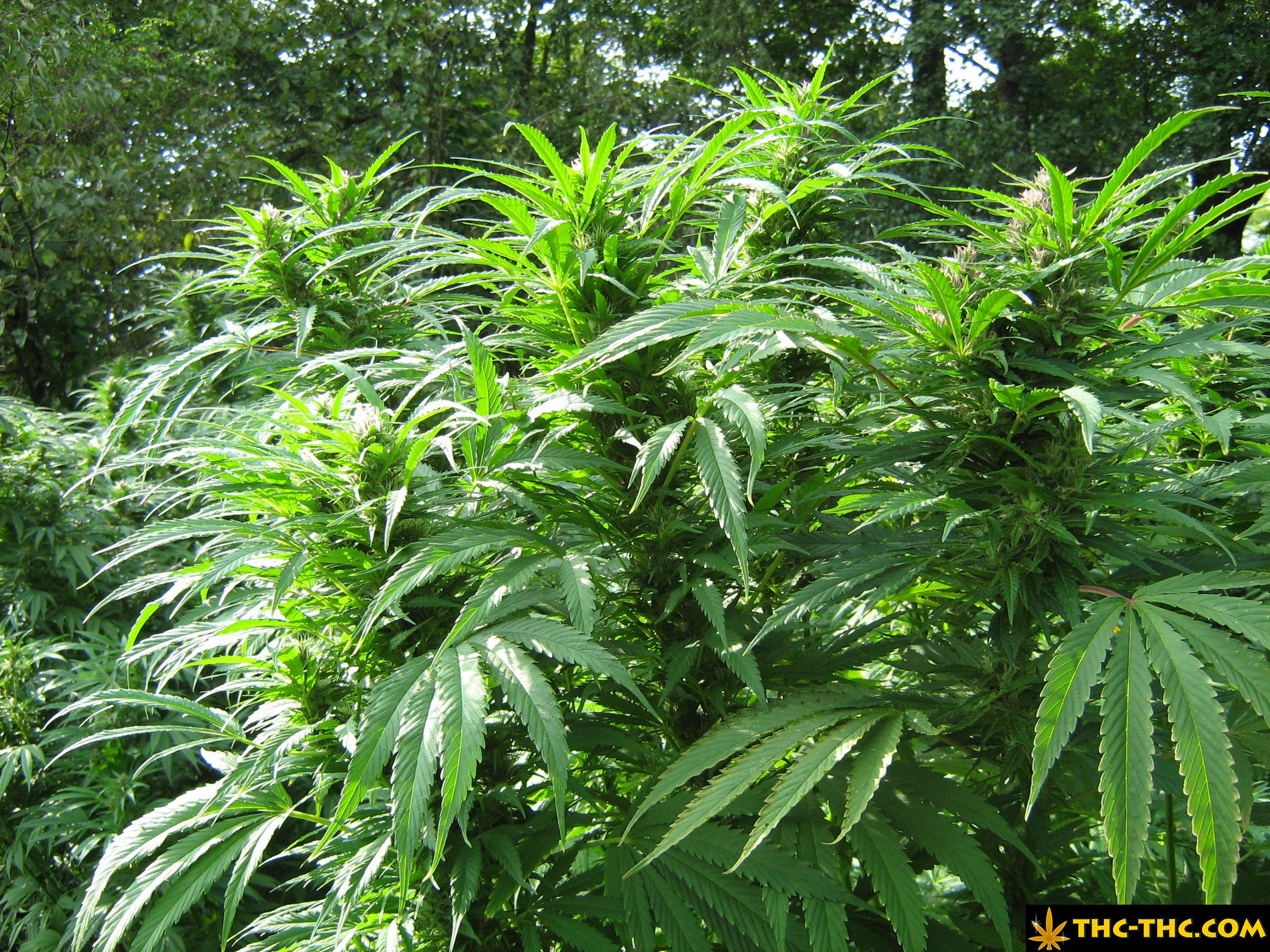 rudealis-skunk-thc-thc-foto10.jpg