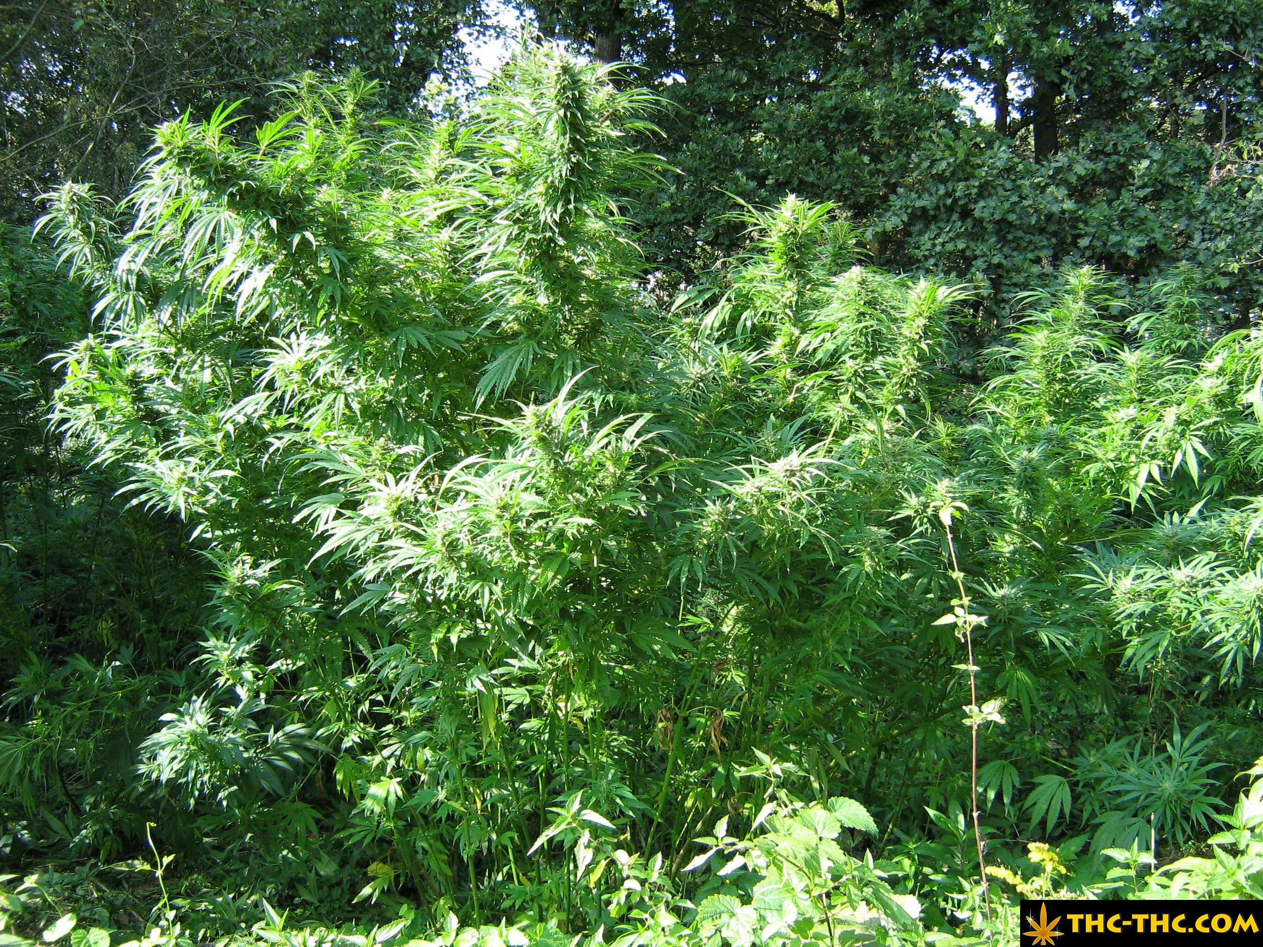 rudealis-skunk-thc-thc-foto11.jpg