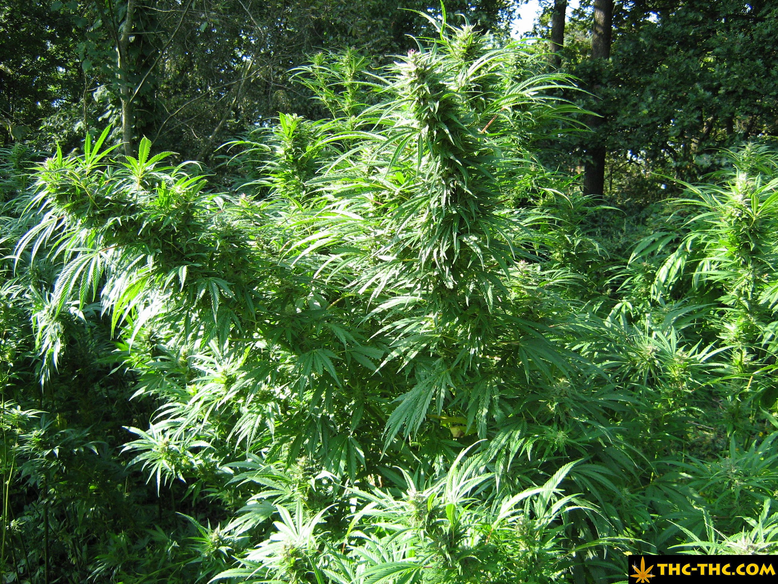 rudealis-skunk-thc-thc-foto12.jpg