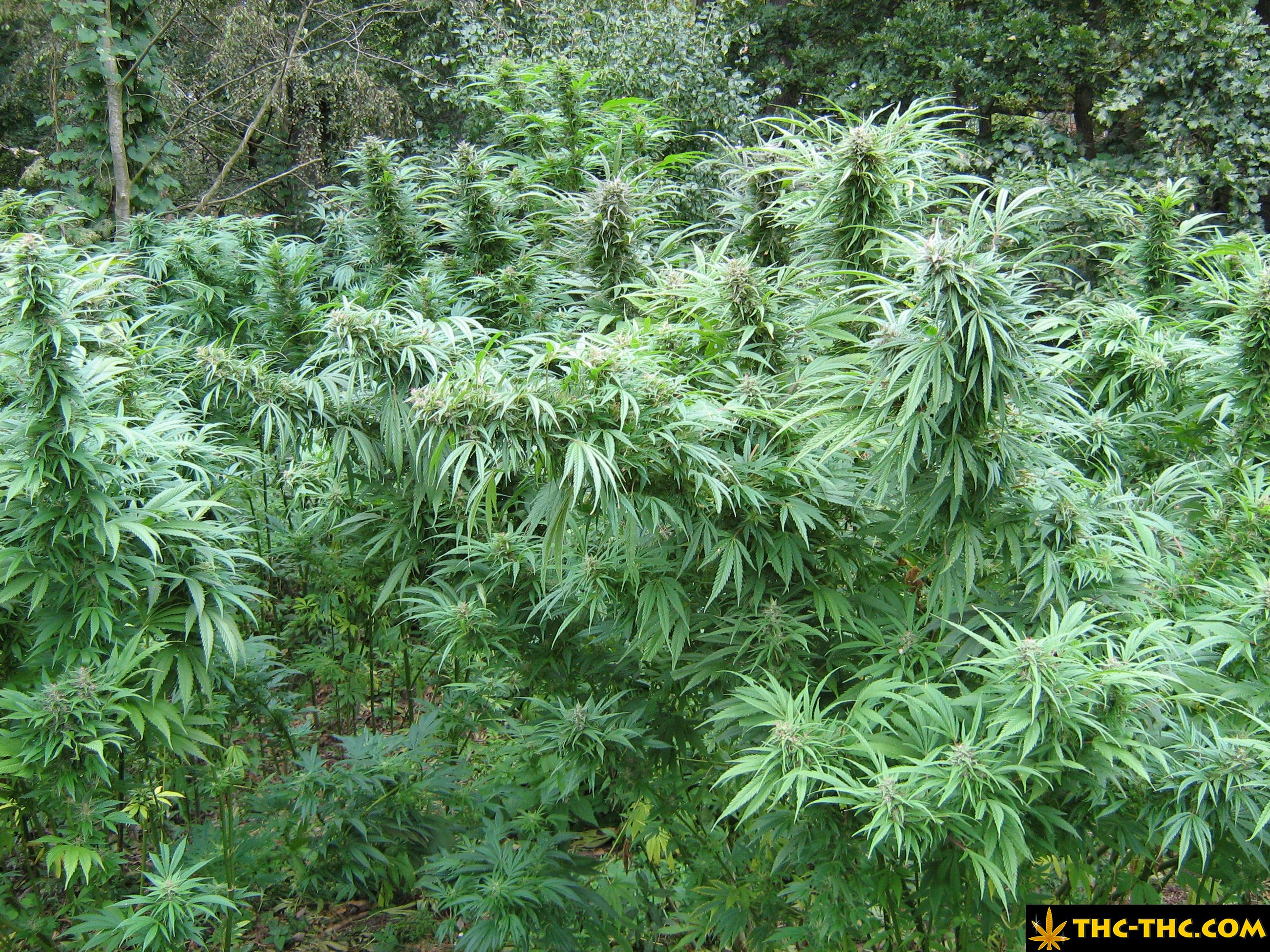 rudealis-skunk-thc-thc-foto13.jpg