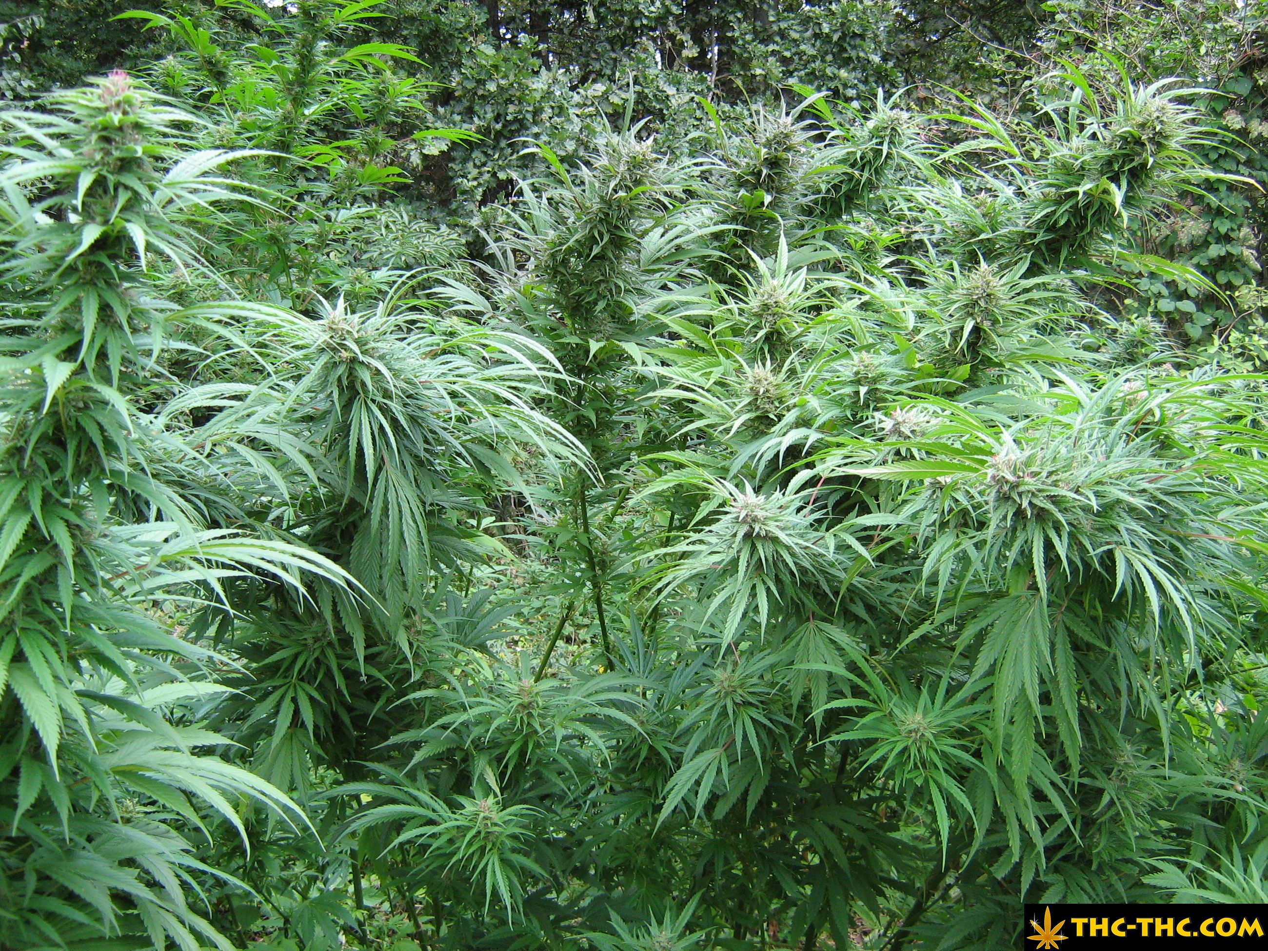 rudealis-skunk-thc-thc-foto14.jpg