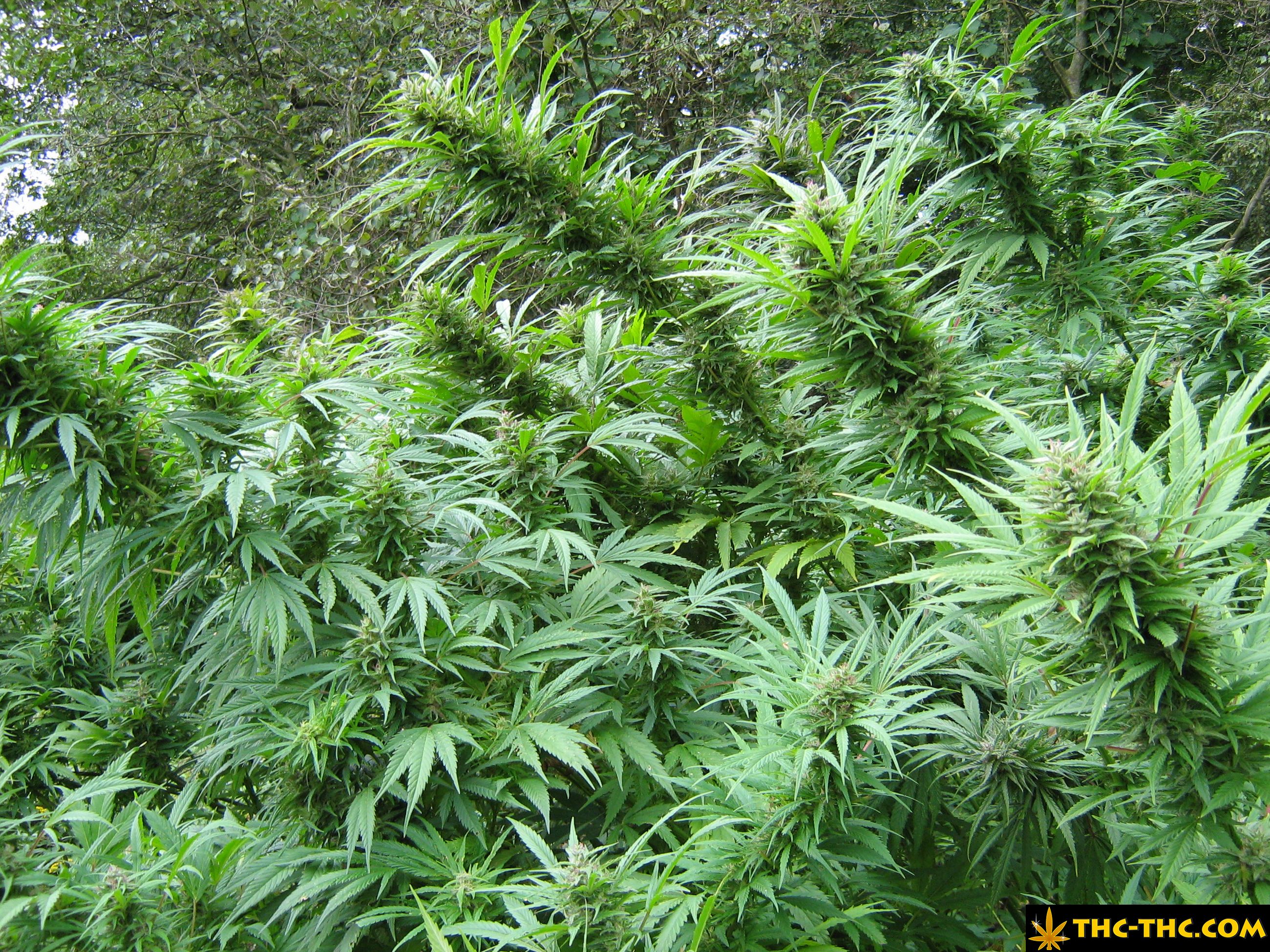 rudealis-skunk-thc-thc-foto15.jpg