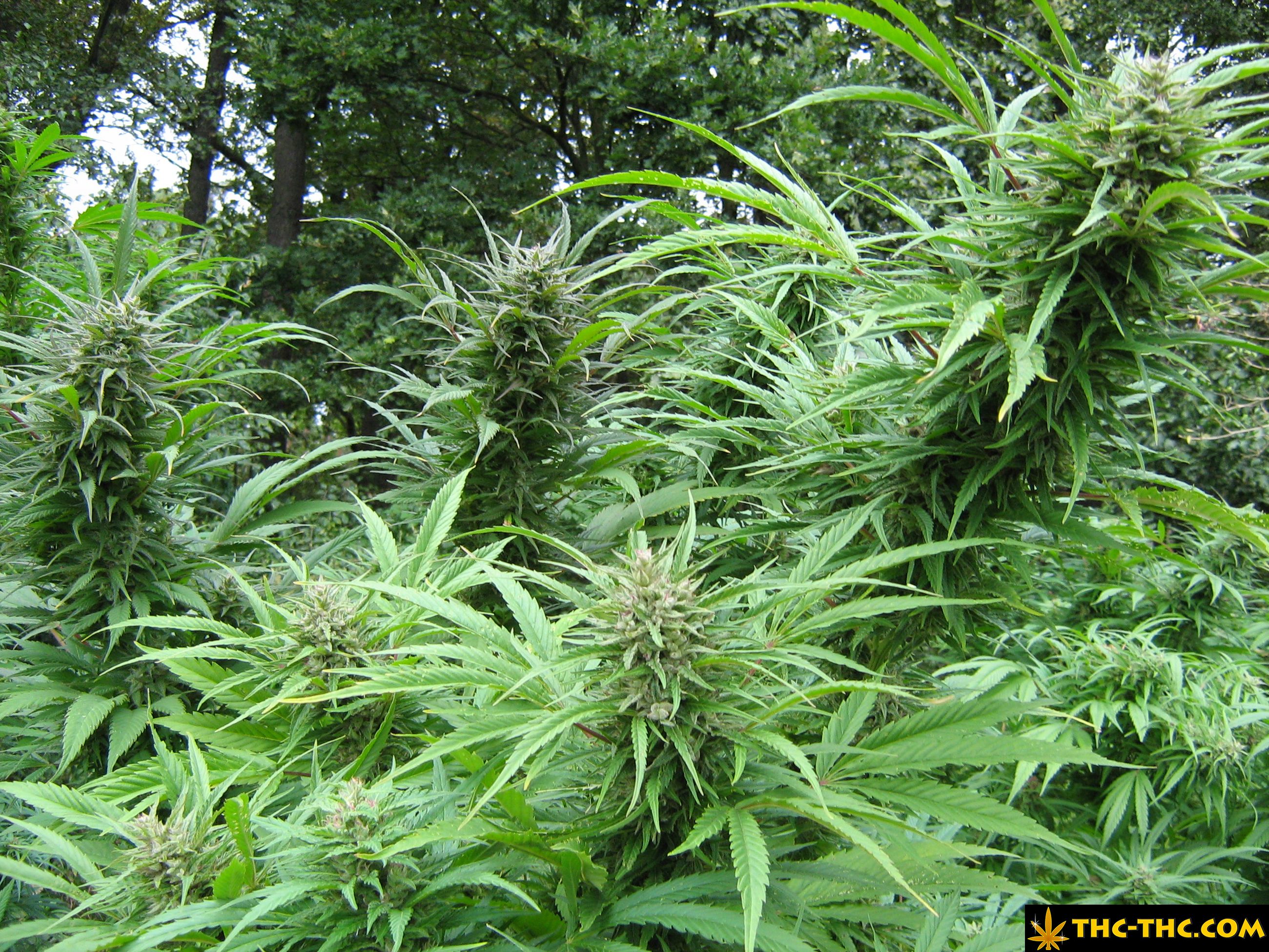 rudealis-skunk-thc-thc-foto16.jpg