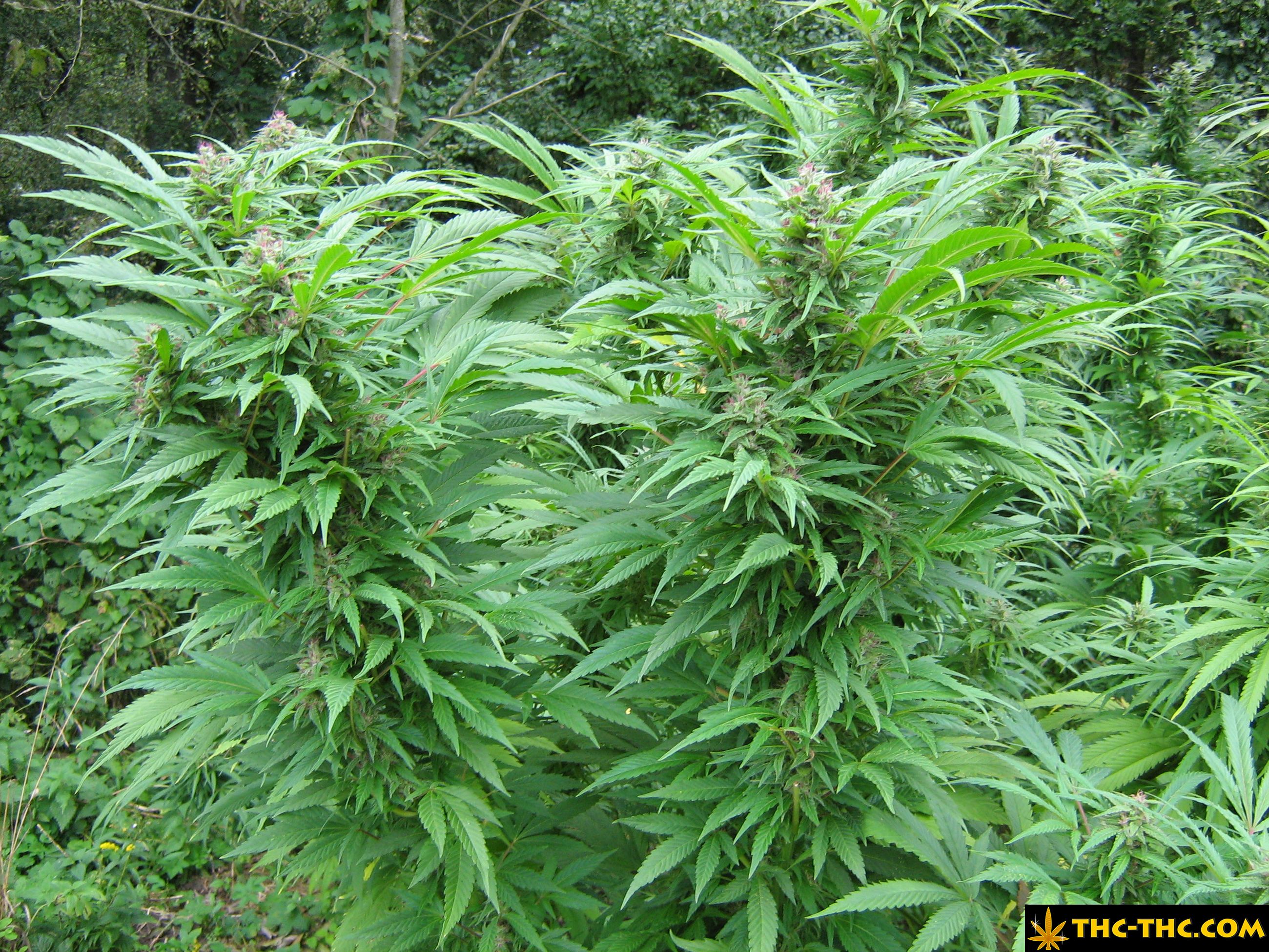 rudealis-skunk-thc-thc-foto17.jpg