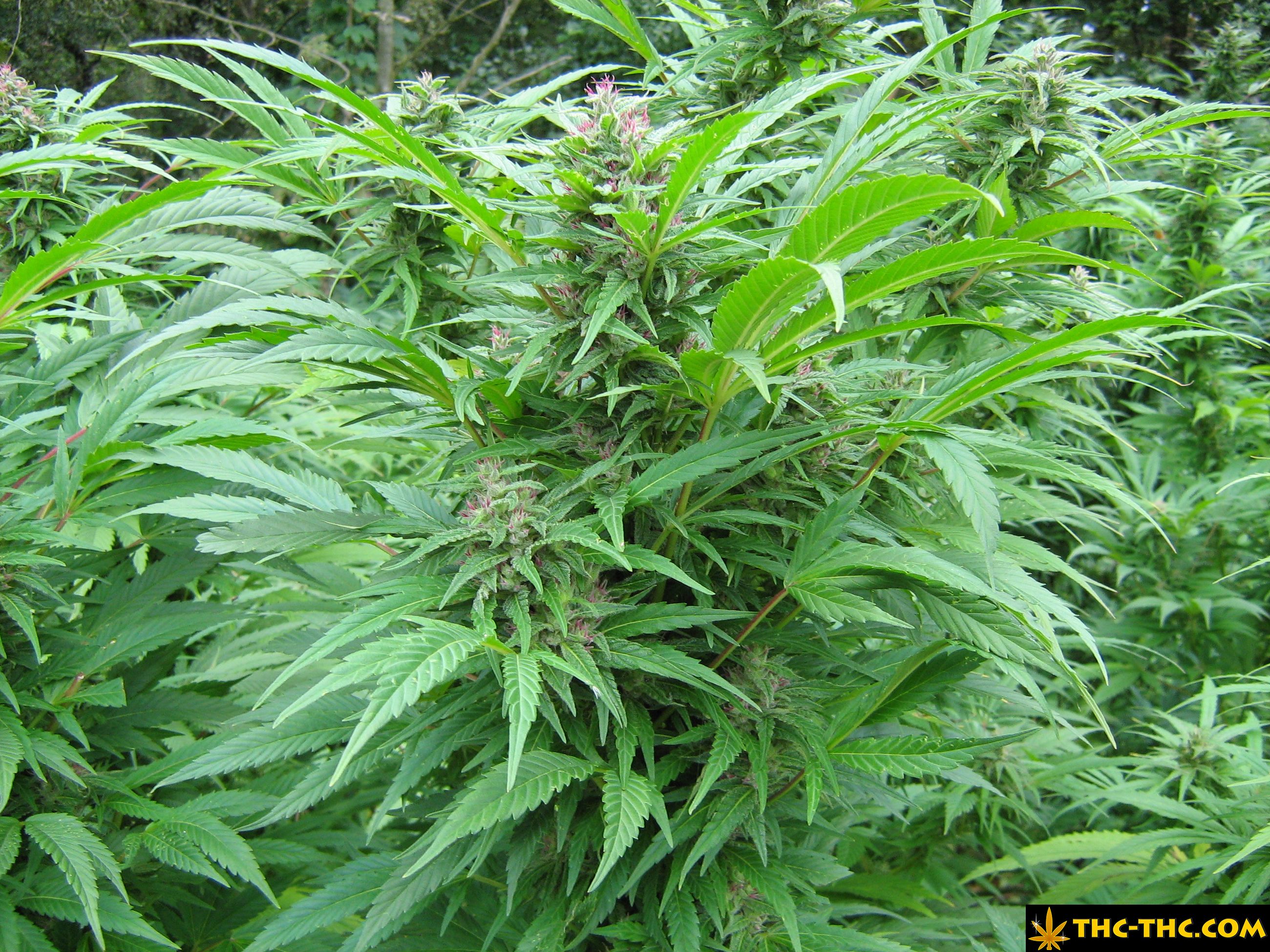 rudealis-skunk-thc-thc-foto18.jpg