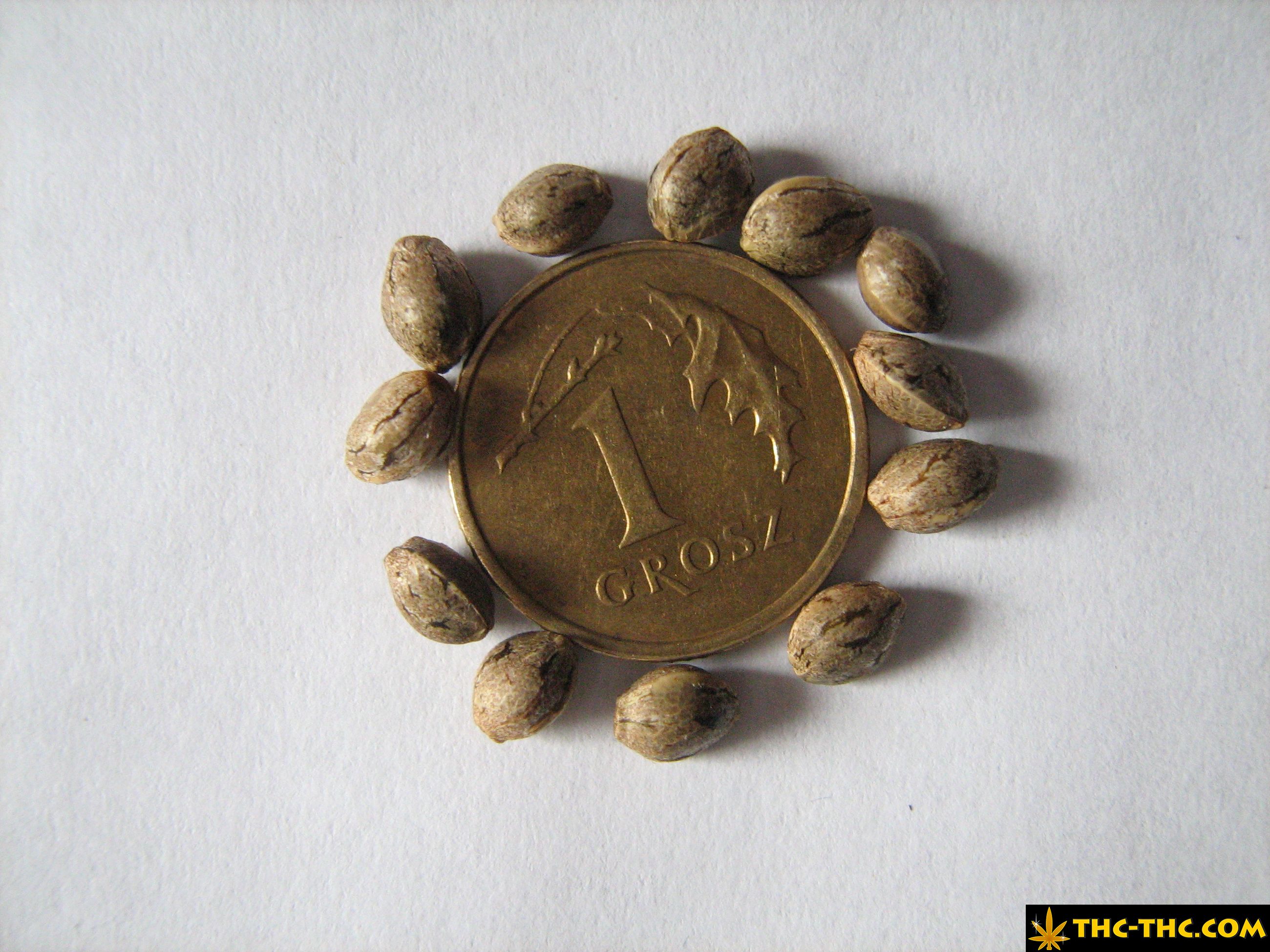 rudealis-skunk-thc-thc-foto19.jpg