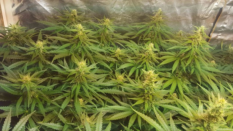 critical-kush-royal-queen-seeds-indoor-growbox-7.jpg