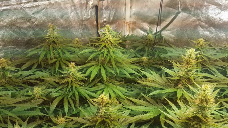 critical-kush-royal-queen-seeds-indoor-growbox-8.jpg