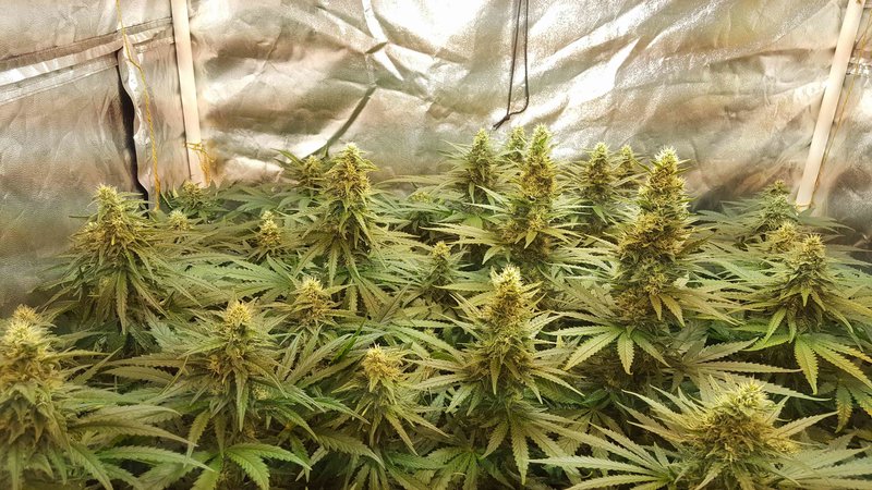 critical-kush-royal-queen-seeds-indoor-growbox-12.jpg