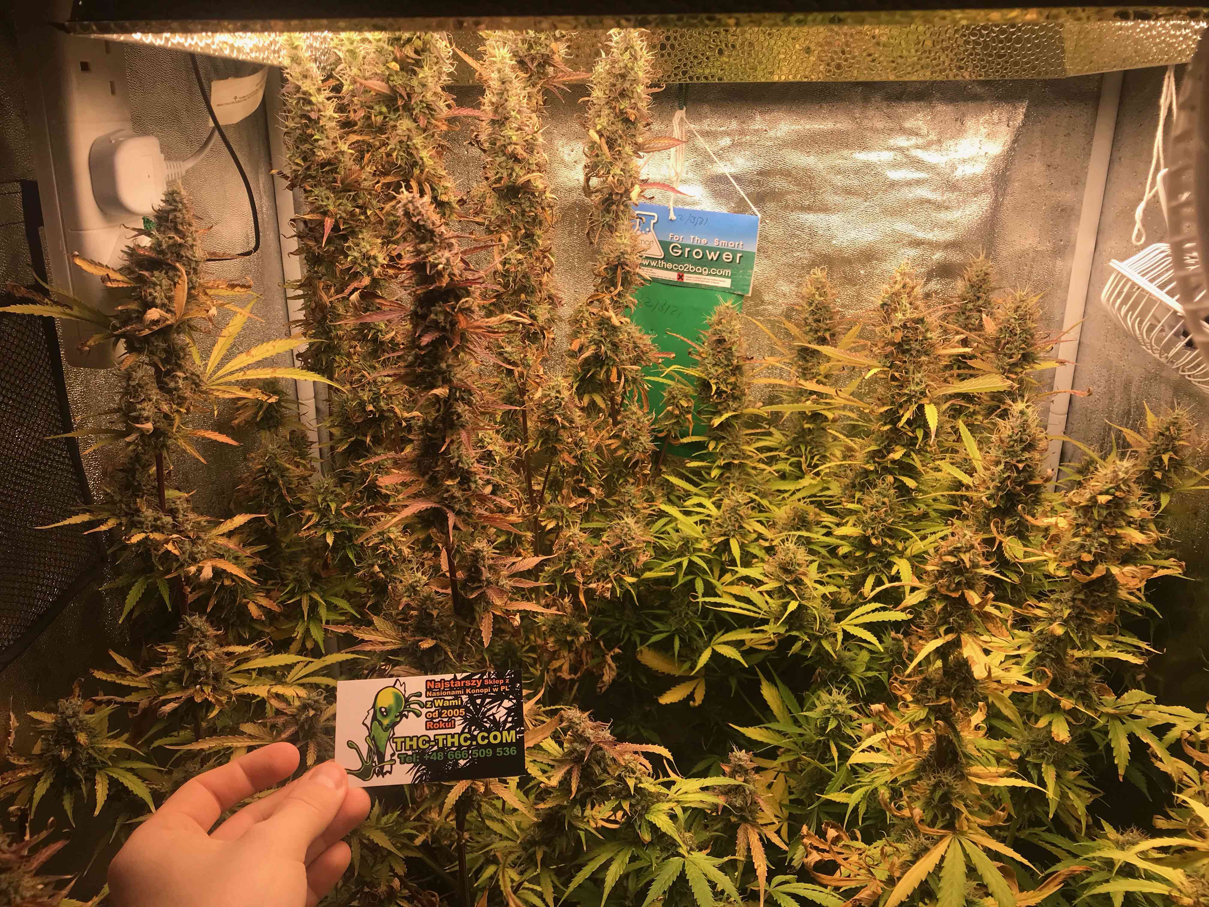 big-devil-xxl-automatic-akseeds-74608-2.jpg
