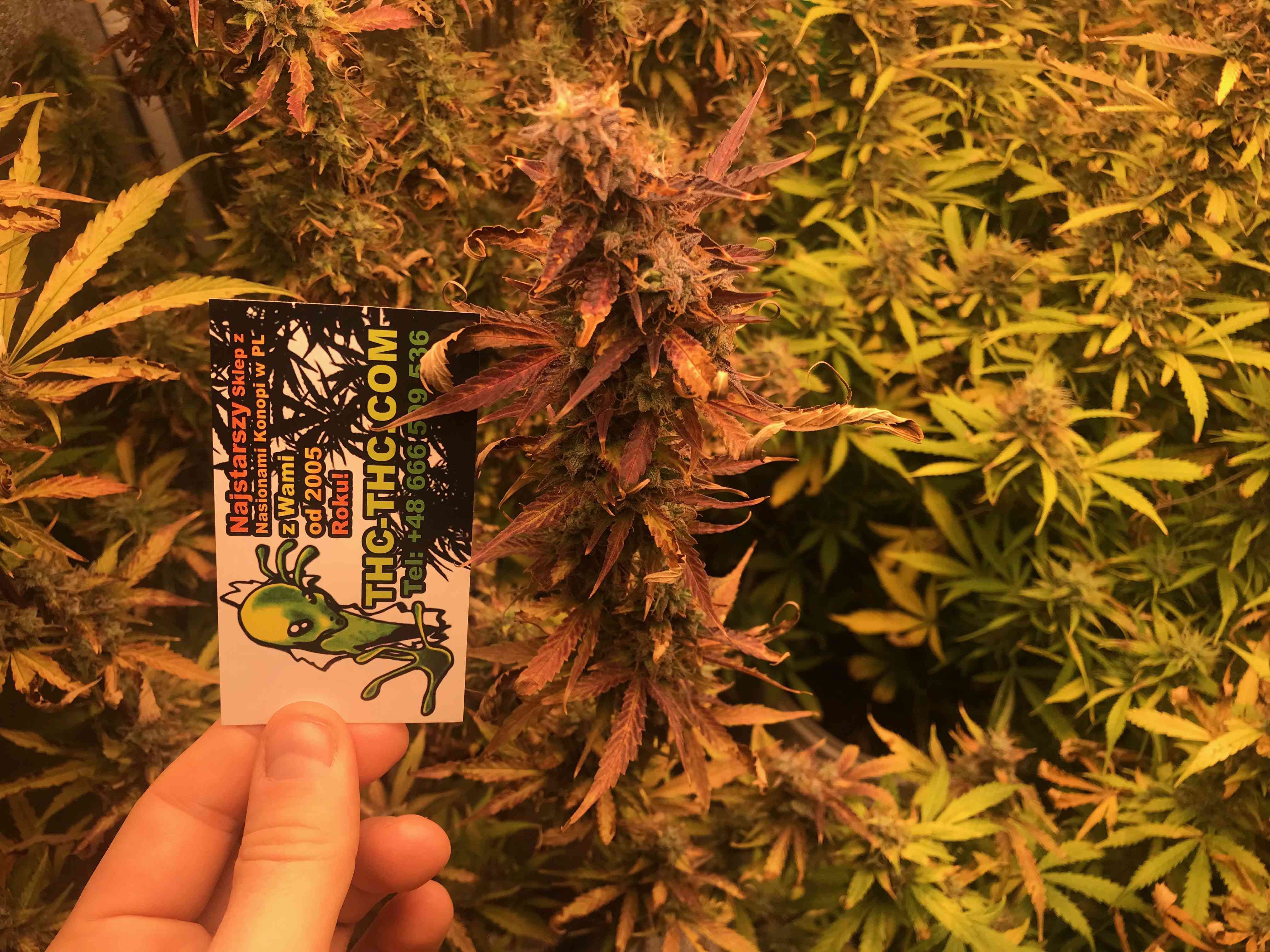 big-devil-xxl-automatic-akseeds-74608-1.jpg