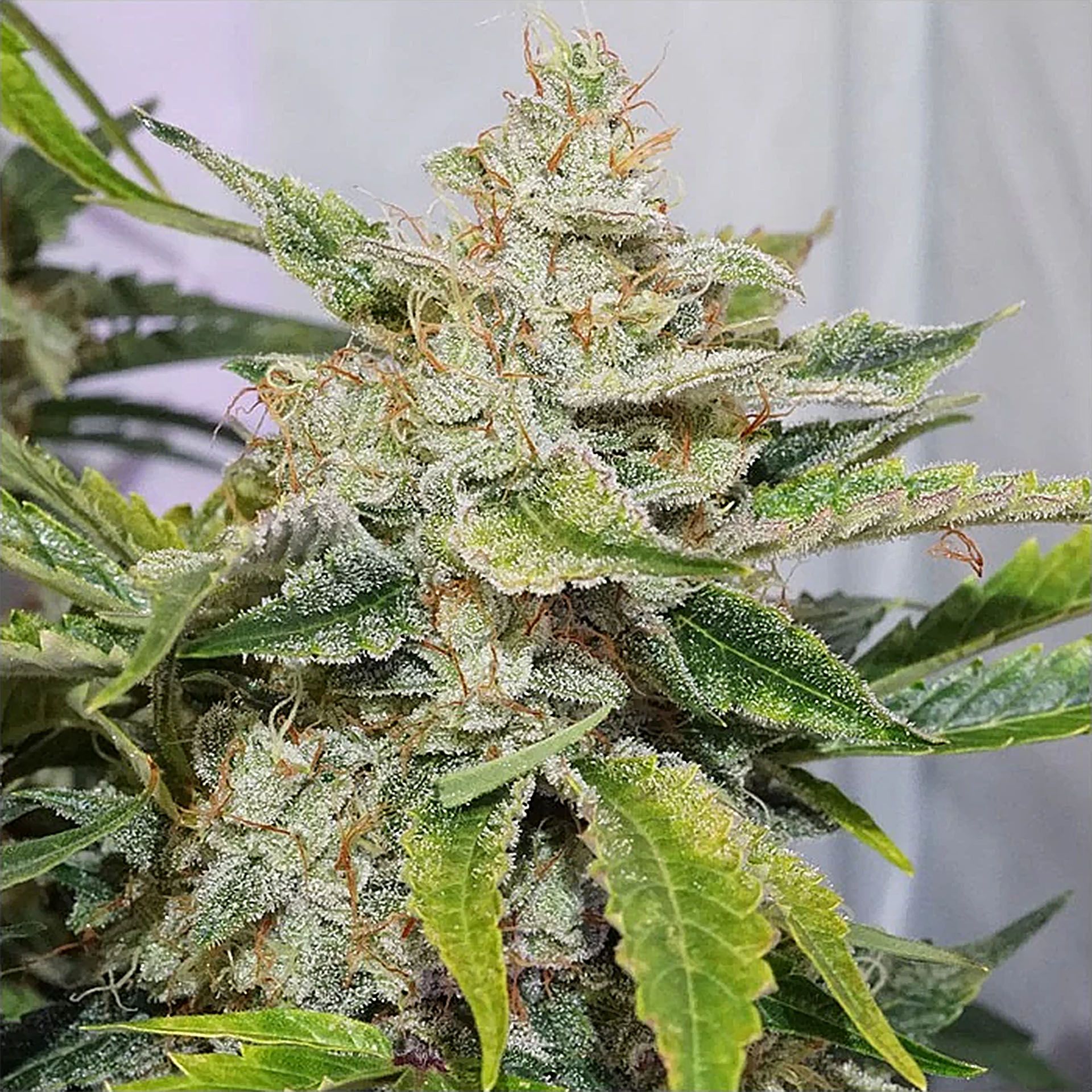 auto-skywalker-haze-dutch-passion-6390-3.jpg