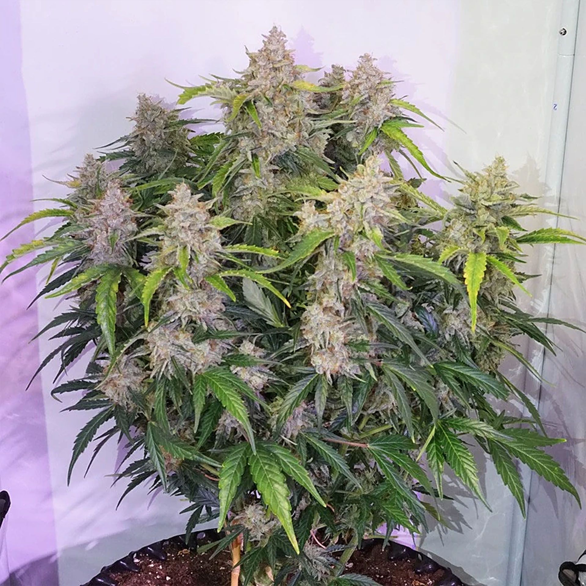 auto-skywalker-haze-dutch-passion-6390-2.jpg
