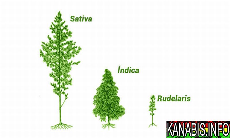 gatunki-konopi-sativa-indica-ruderalis-1.jpg