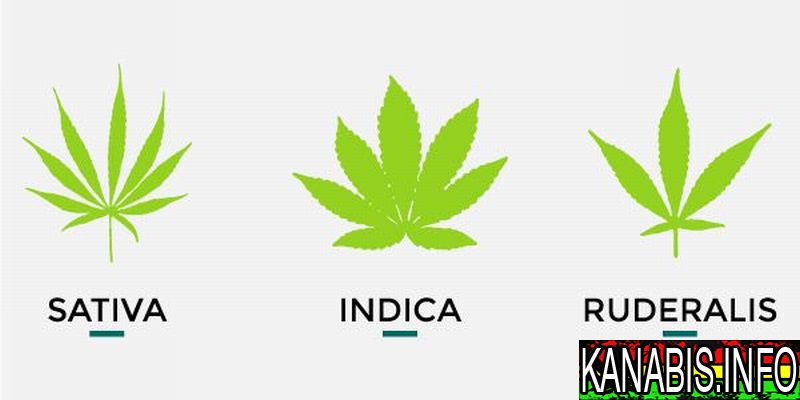 gatunki-konopi-sativa-indica-ruderalis-2.jpg