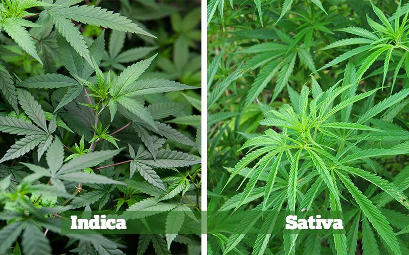 gatunki-konopi-sativa-indica-1.jpg