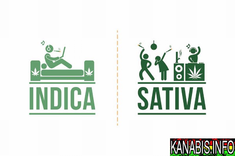 gatunki-konopi-sativa-indica-3.jpg