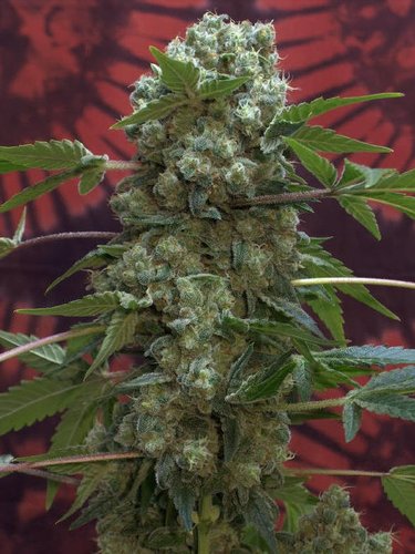 ak47_serious_seeds1.jpg