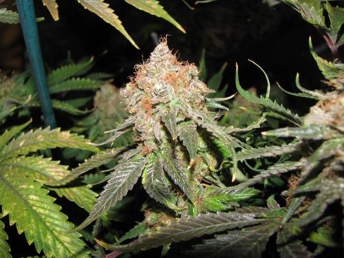 Jack_Herer_01-1024x768.jpg