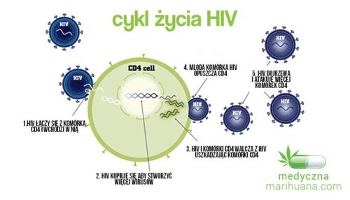 cykl-zycia-hiv.jpg