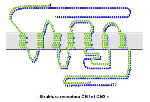 Cb1_cb2_structure.jpg