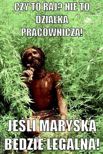 czy-to-raj-nie-to-dzialka-pracownicza-jesli-maryska-bedzie-legalna-pl-ffffff.jpg