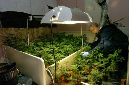 nti-cannabis-bedroom-tax-jpg-.jpg