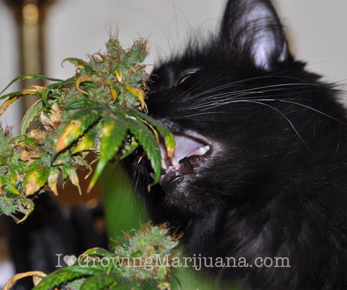 animals-eating-marijuana-cat.jpg