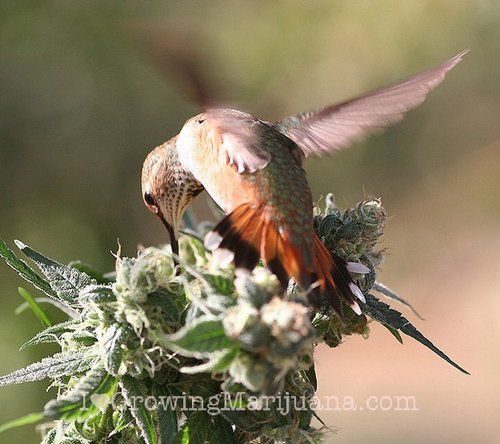 animals-on-marijuana-bird.jpg