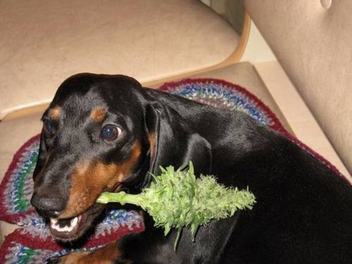 Dogs-and-marijuana-02.jpeg