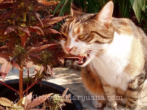 cats-marijuana-plants-1.jpg