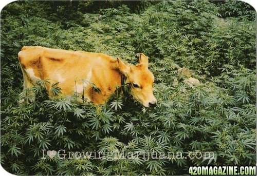 outdoor-marijuana-animal-protection.jpg