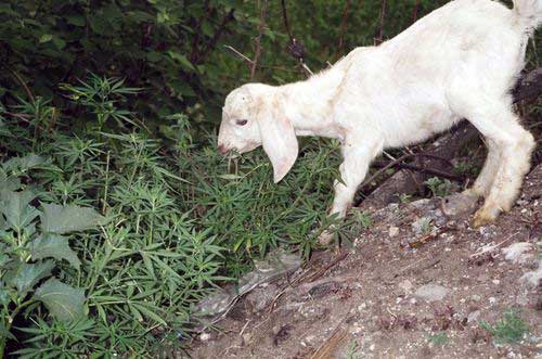 goat-eating-cannabis.jpg