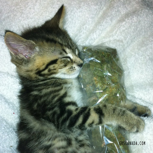 even-cats-love-weed-at-the-green-room-society-in-vancouver-bc.jpg