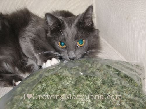Cat-with-marijuana-bag.jpg