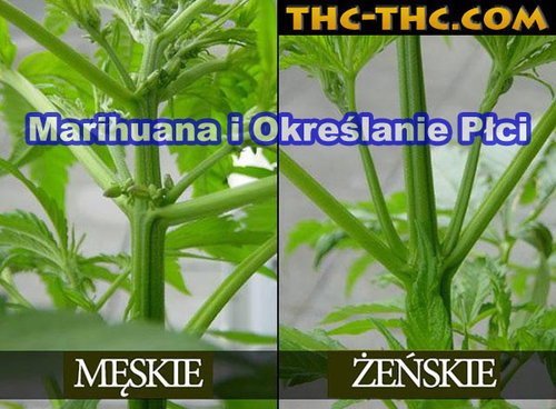 marihuana-i-okreslanie-plci-9521.jpg