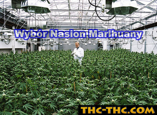 wybor-nasion-marihuany-0723.jpg