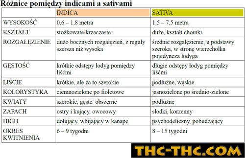 indica-vs-sativa-9287.jpg