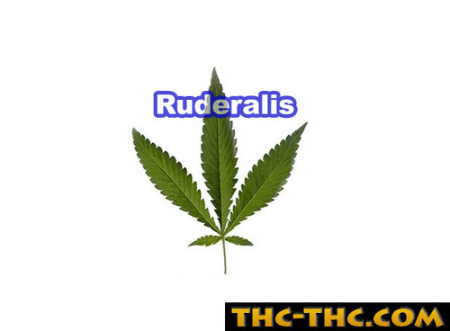 ruderalis-6828.jpg