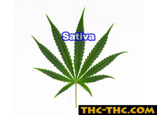 sativa-7652.jpg