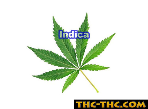 indica-9521.jpg